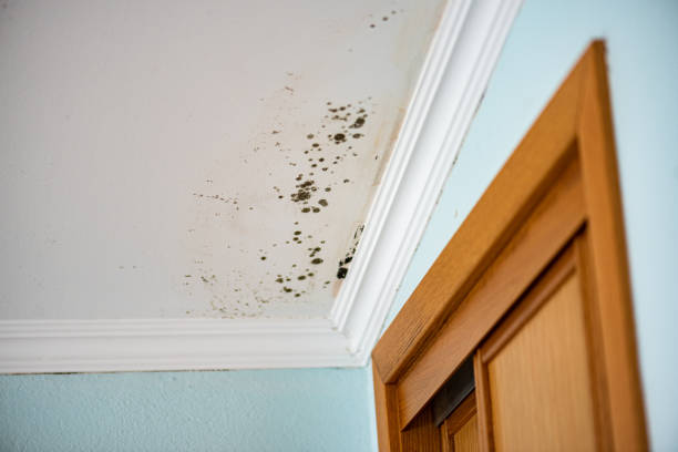 Best Mold Damage Restoration  in Woodlyn, PA